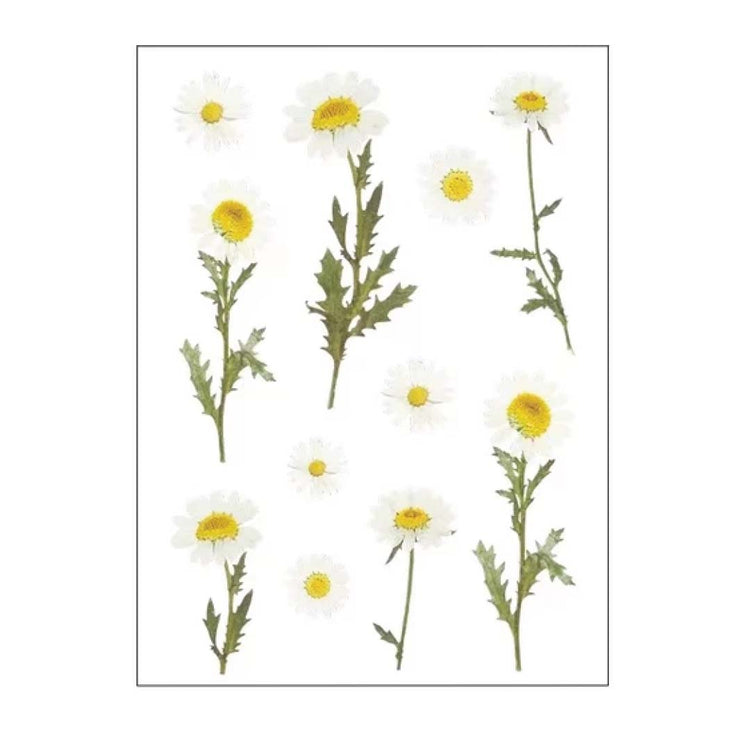 Image shows a daisy flowers sticker set