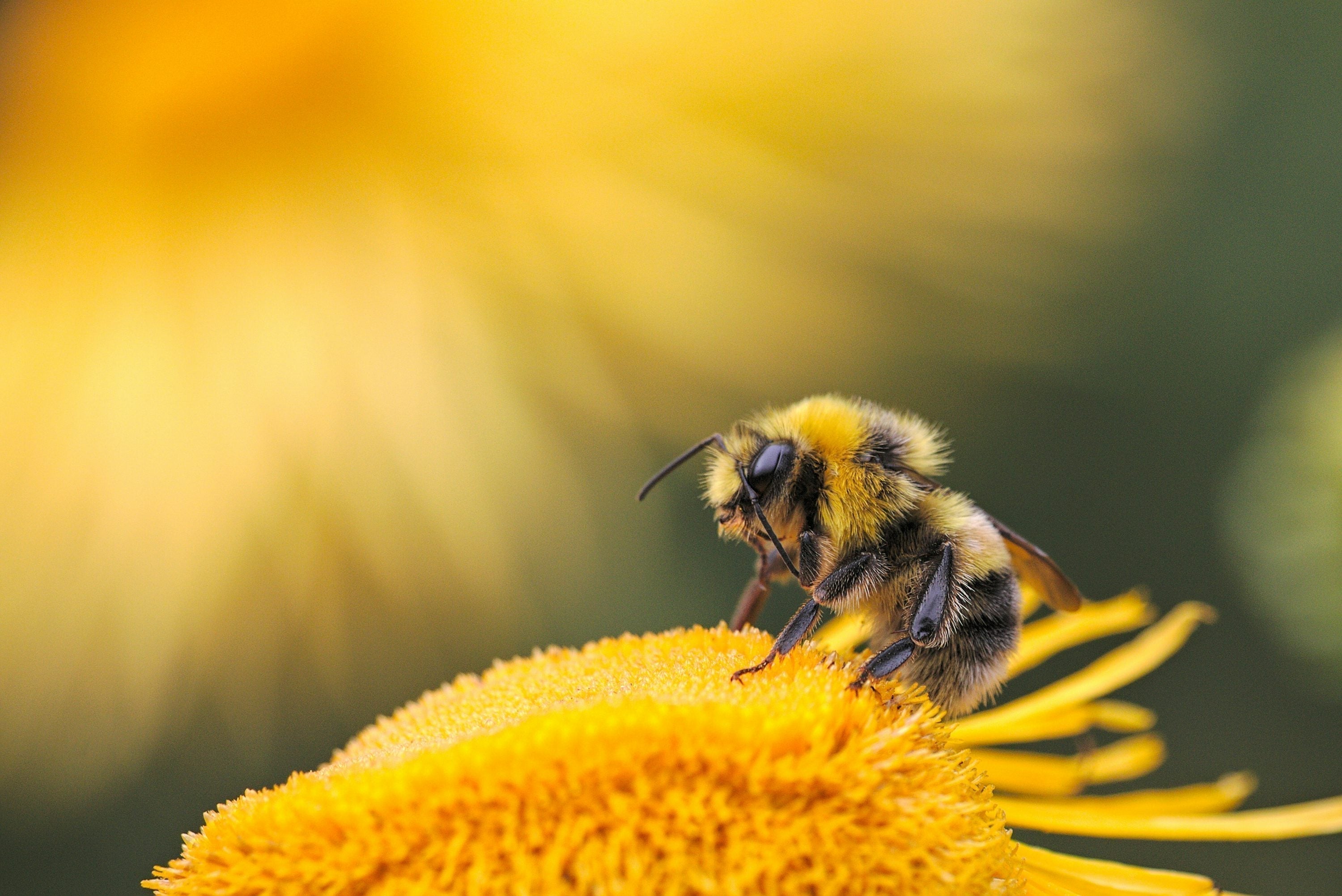 The Buzz Behind the Box - Why Bees Matter More Than Ever