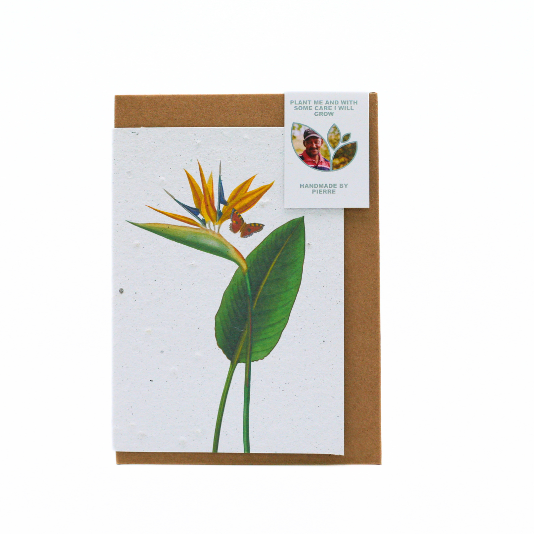 Seed Paper Greeting Cards