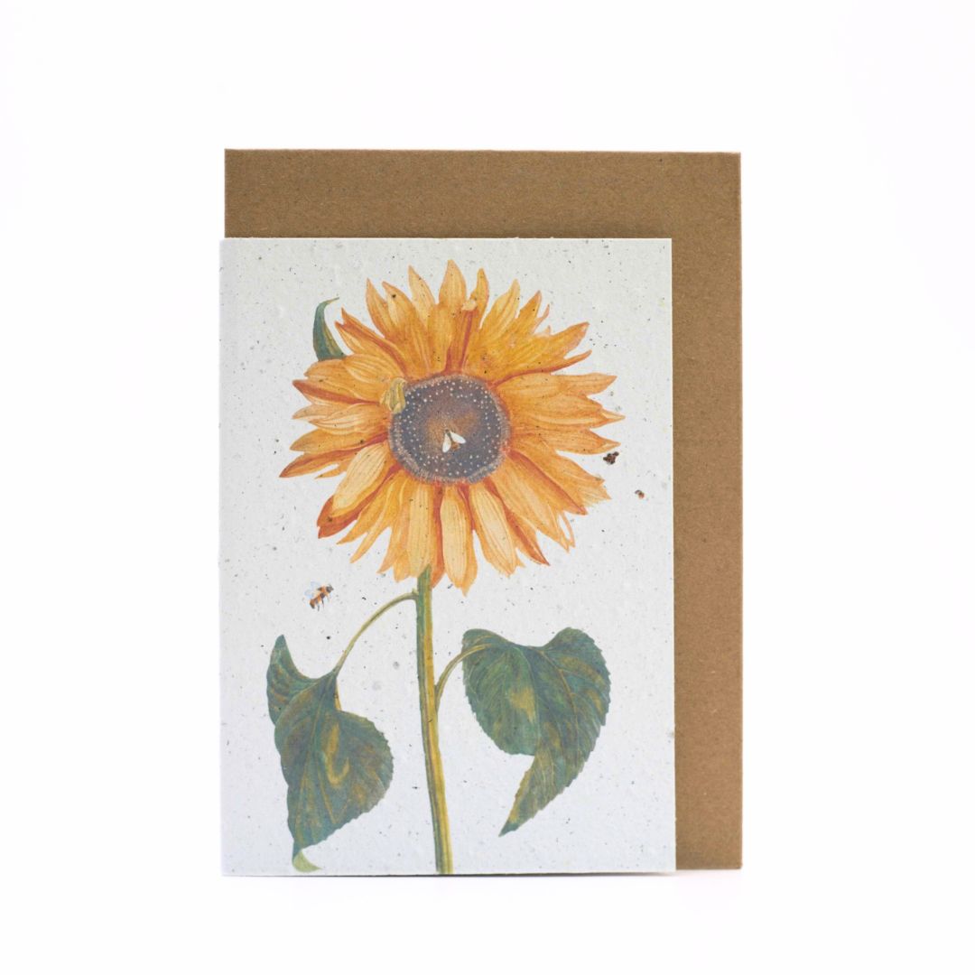 Seed Paper Greeting Cards